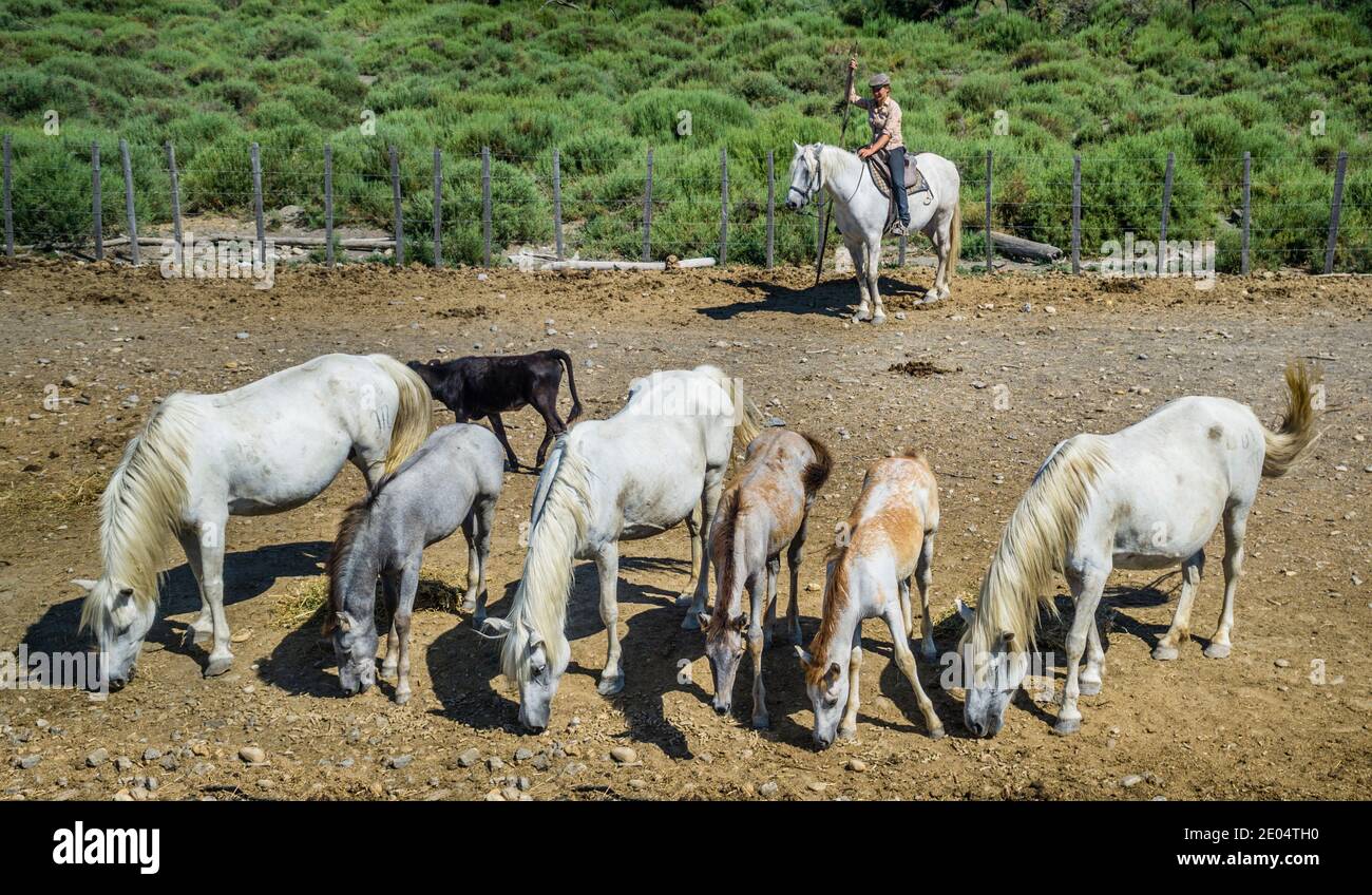 Weiße Camargue-Pferde im Petit Rhône Distributary in der Nähe von Saintes-Maries-de-la-Mer, Bouches-du-Rhône Department, Südfrankreich Stockfoto