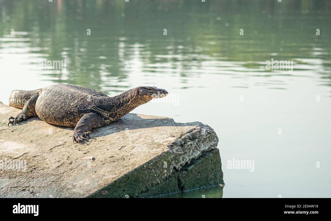 Varanus Salvator Blick auf Wasser Monitor an sonnigen Tag mit See Stadt Hintergrund. Stockfoto