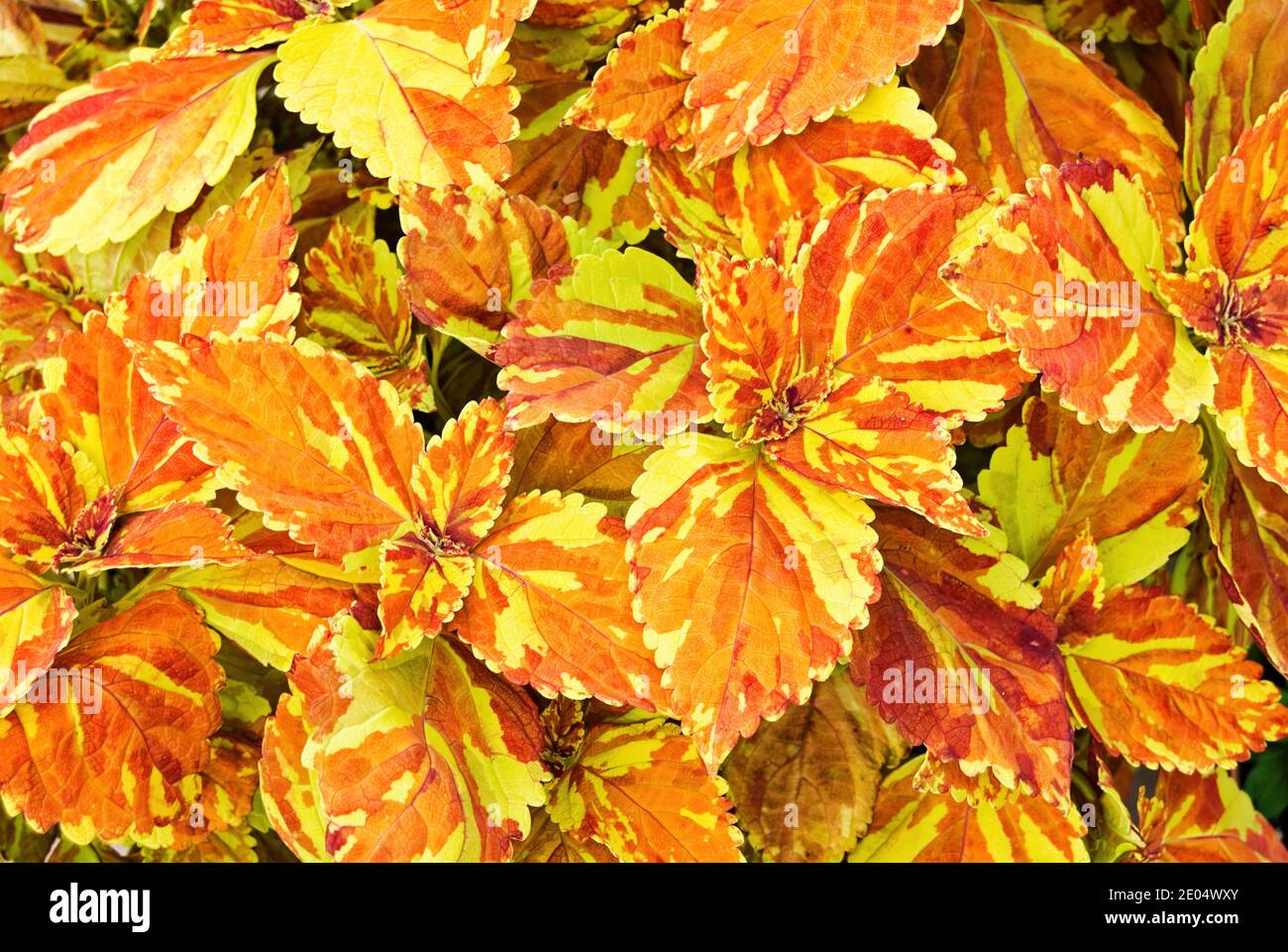 Nahaufnahme der leuchtend orangefarbenen und gelben Blätter der Coleus-Pflanze Stockfoto