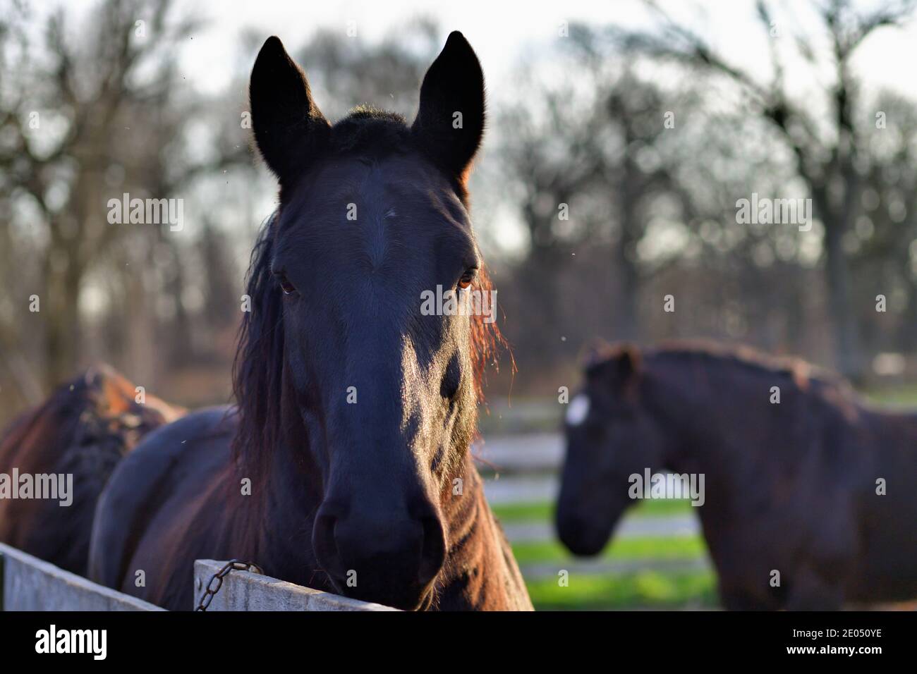 West Chicago, Illinois, USA. Pferde grasen innerhalb einer geschlossenen Weide auf einem Bauernhof. Stockfoto