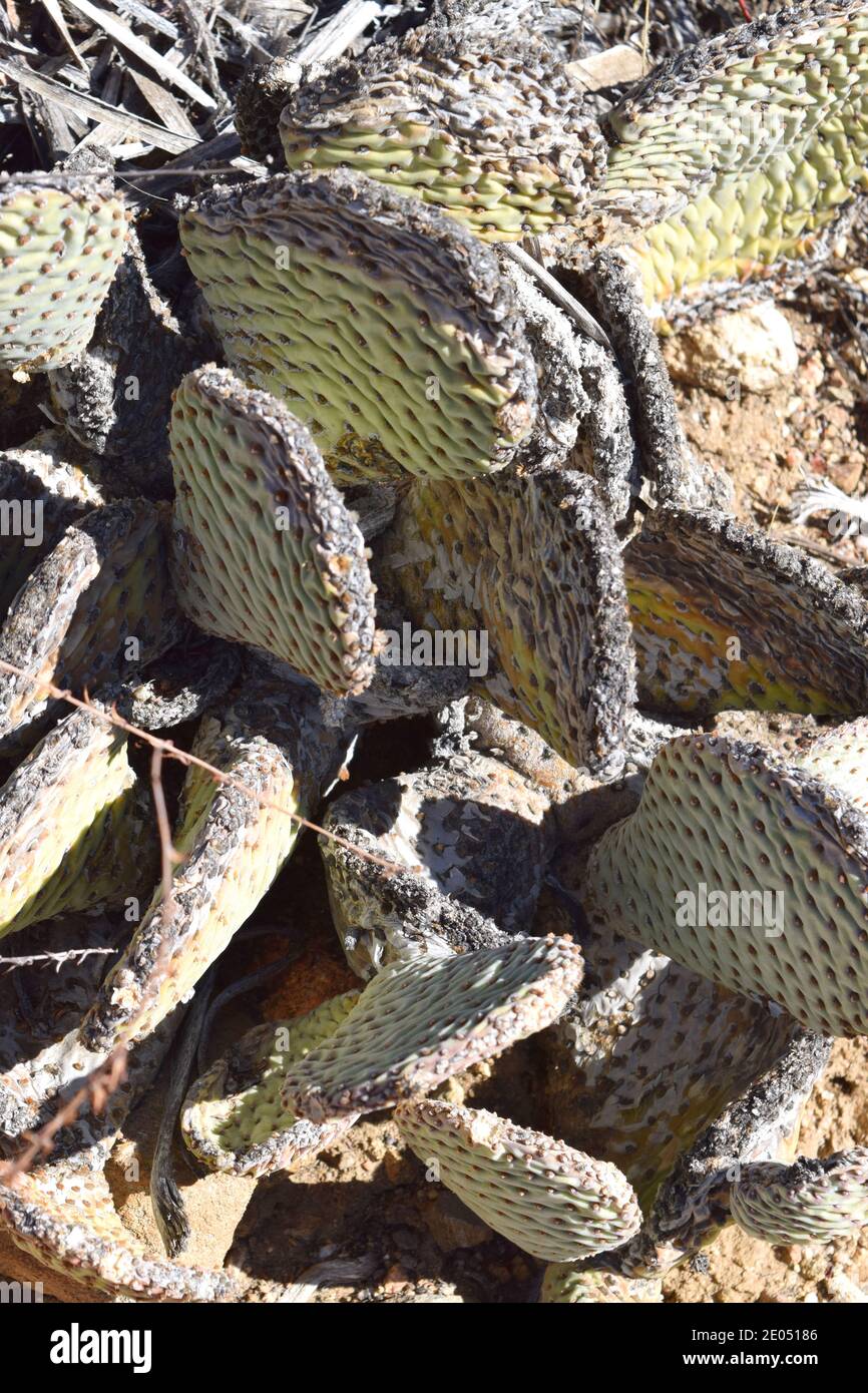 Beavertail Cactus (Opuntia sp.) wächst in der kalifornischen Wüste. Stockfoto