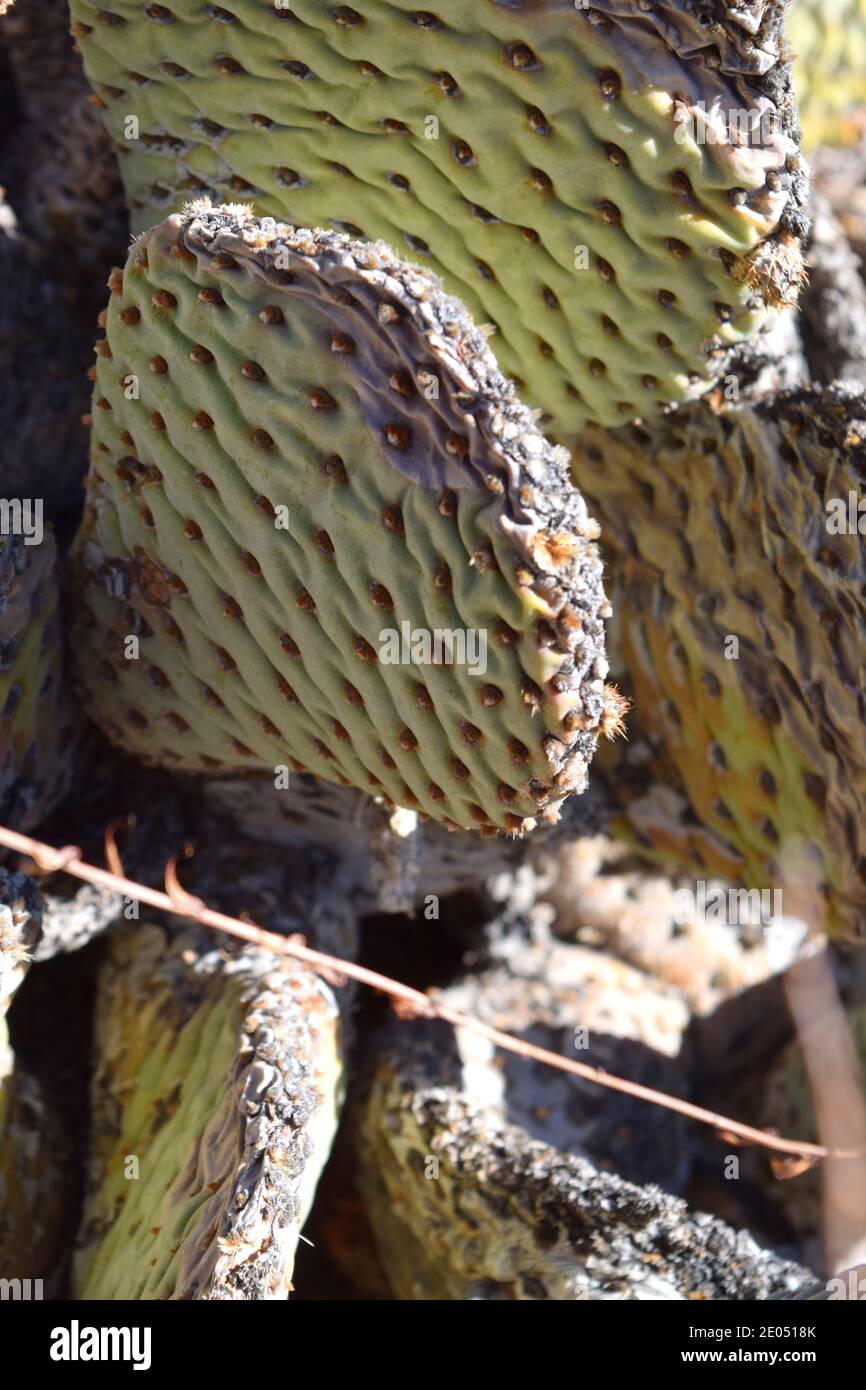 Beavertail Cactus (Opuntia sp.) wächst in der kalifornischen Wüste. Stockfoto