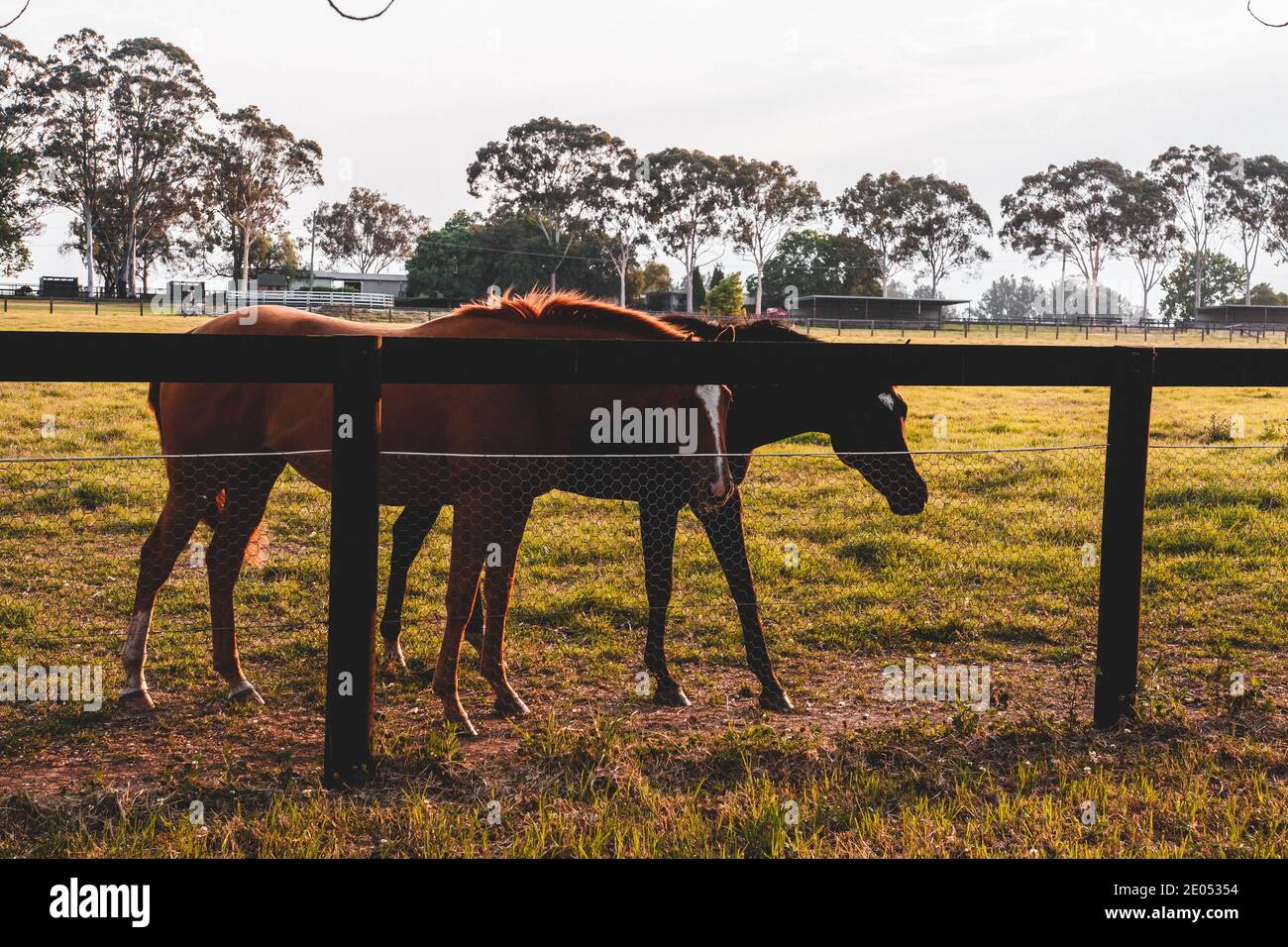 Pferde auf einem Bauernhof gesichtet. Sydney, Australien Stockfoto