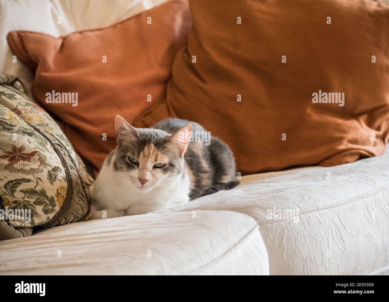 Wunderschöne pelzige graue und weiße Katze mit Tabby, die auf einer luxuriösen cremefarbenen Couch mit Rostkissen sitzt. Ein verwöhntes, luxuriöses Kätzchen. Stockfoto