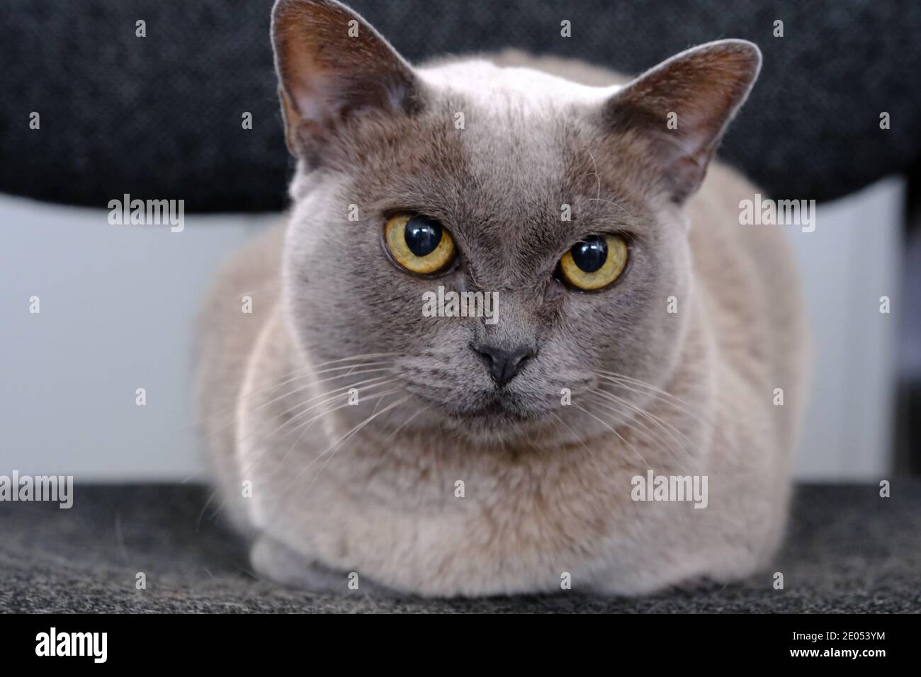 Blaue birmanische Katze starrt auf die Kamera Stockfoto