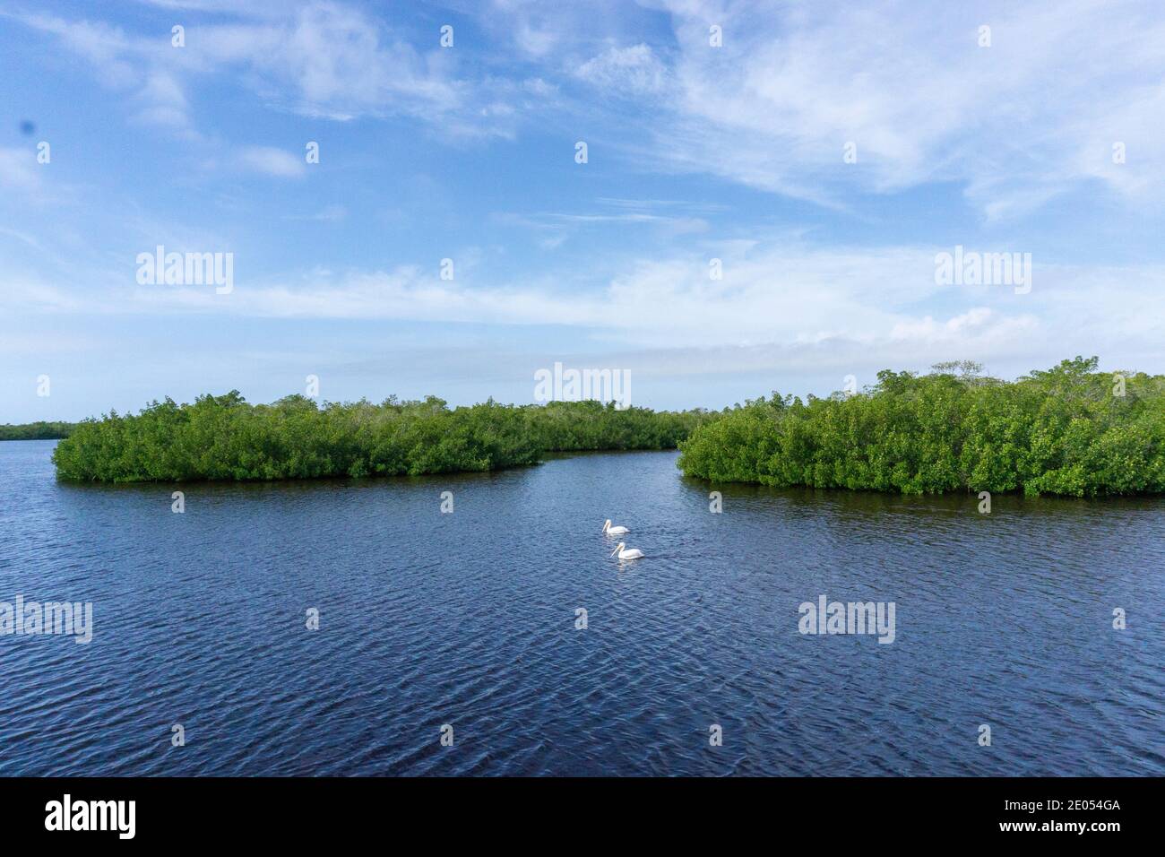 Pelikane schwimmen entlang der Golfküste Floridas Stockfoto