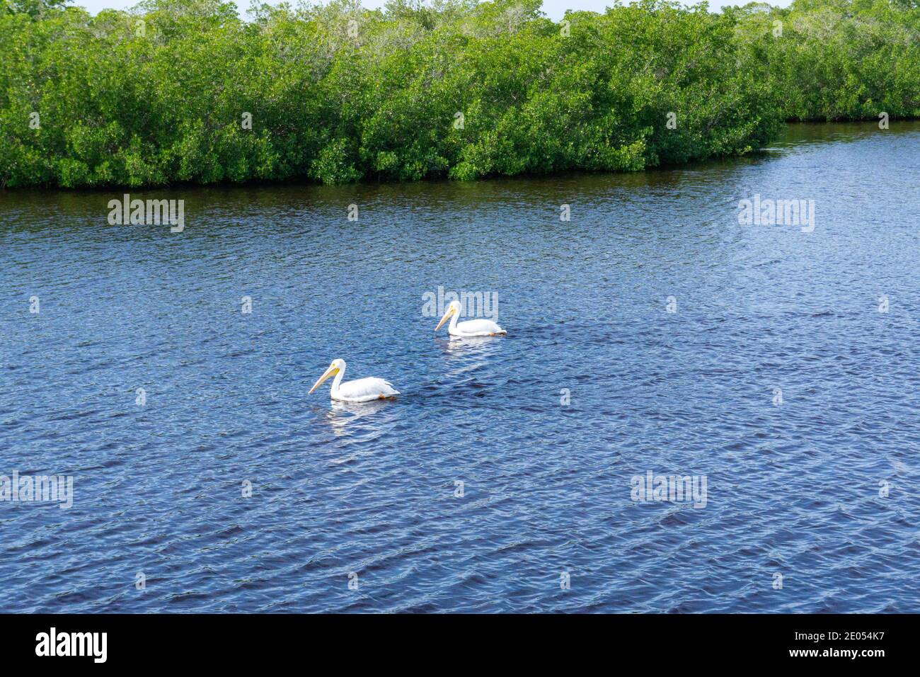 Zwei Pelikane schwimmen entlang der Küste Floridas in der Nähe von Mangroven Stockfoto