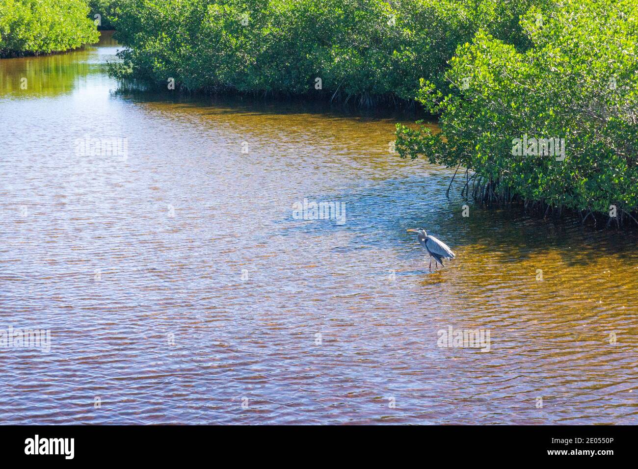 Große blaue Reiher wades im Wasser in Florida Stockfoto