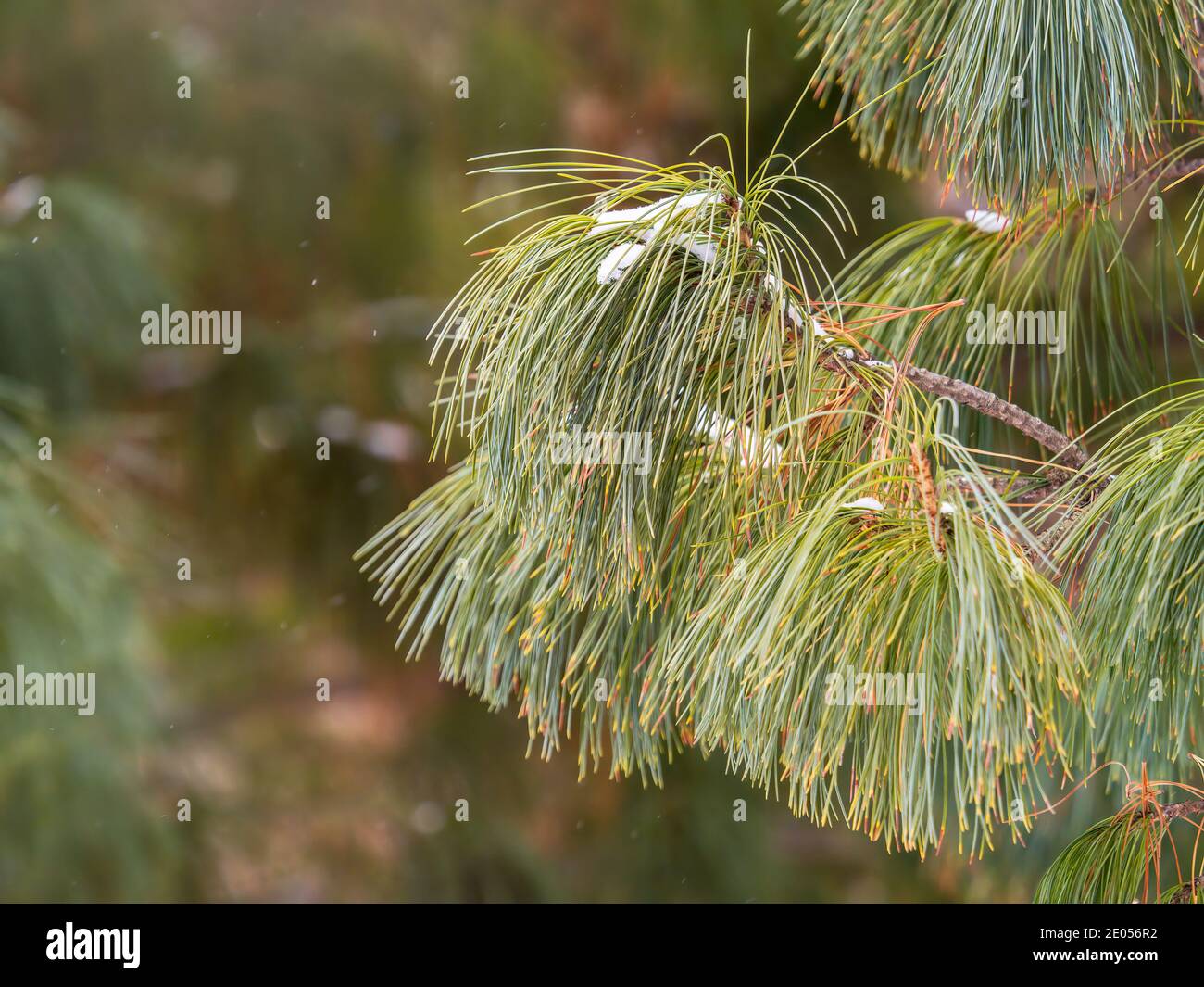 Zedernzweige mit langen flauschigen Nadeln. Pinus sibirica oder sibirische  Kiefer. Kiefer Zweig mit langen und dünnen Nadeln. Weihnachten Hintergrund  Stockfotografie - Alamy