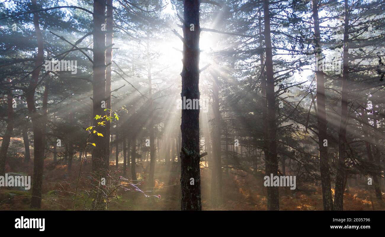 Sonnenaufgang im Wald, Sonnenstrahlen durchdringen die Bäume. Naturfotografie im Naturpark, Peguerinos, Avila, Castilla y Leon, Spanien. Stockfoto