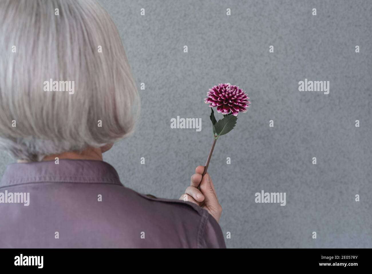 Nahaufnahme einer grauhaarigen Frau mit roter Dahlia-Blume auf grauem Hintergrund. Stockfoto
