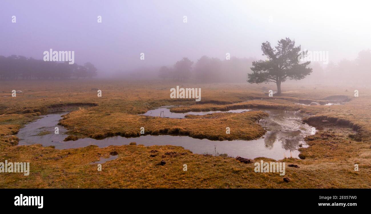 Unheimliche Szene im Wald mit Bach, dichtem Nebel und isoliertem Baum. Panoramafotografie der Natur im Naturpark von Peguerinos, Avila. In Casti Stockfoto