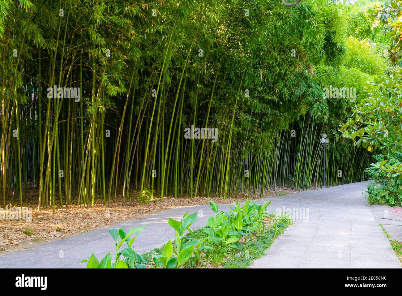 Panorama Bambuswald oder Bambushain mit Büschen Stockfoto