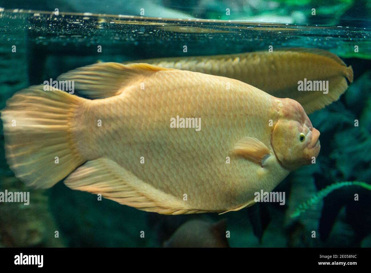 Gesicht des Riesengurami-Fisches oder Osphronemus goramy. Stockfoto