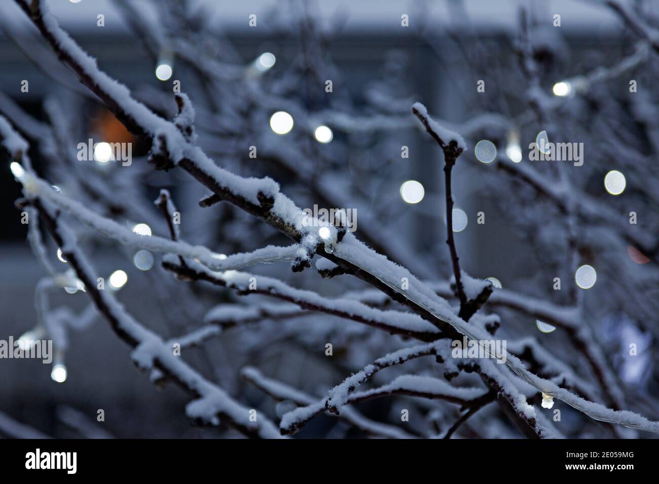Winterbaum mit kleiner Lichtschleife und Bokeh Hintergrund Stockfoto