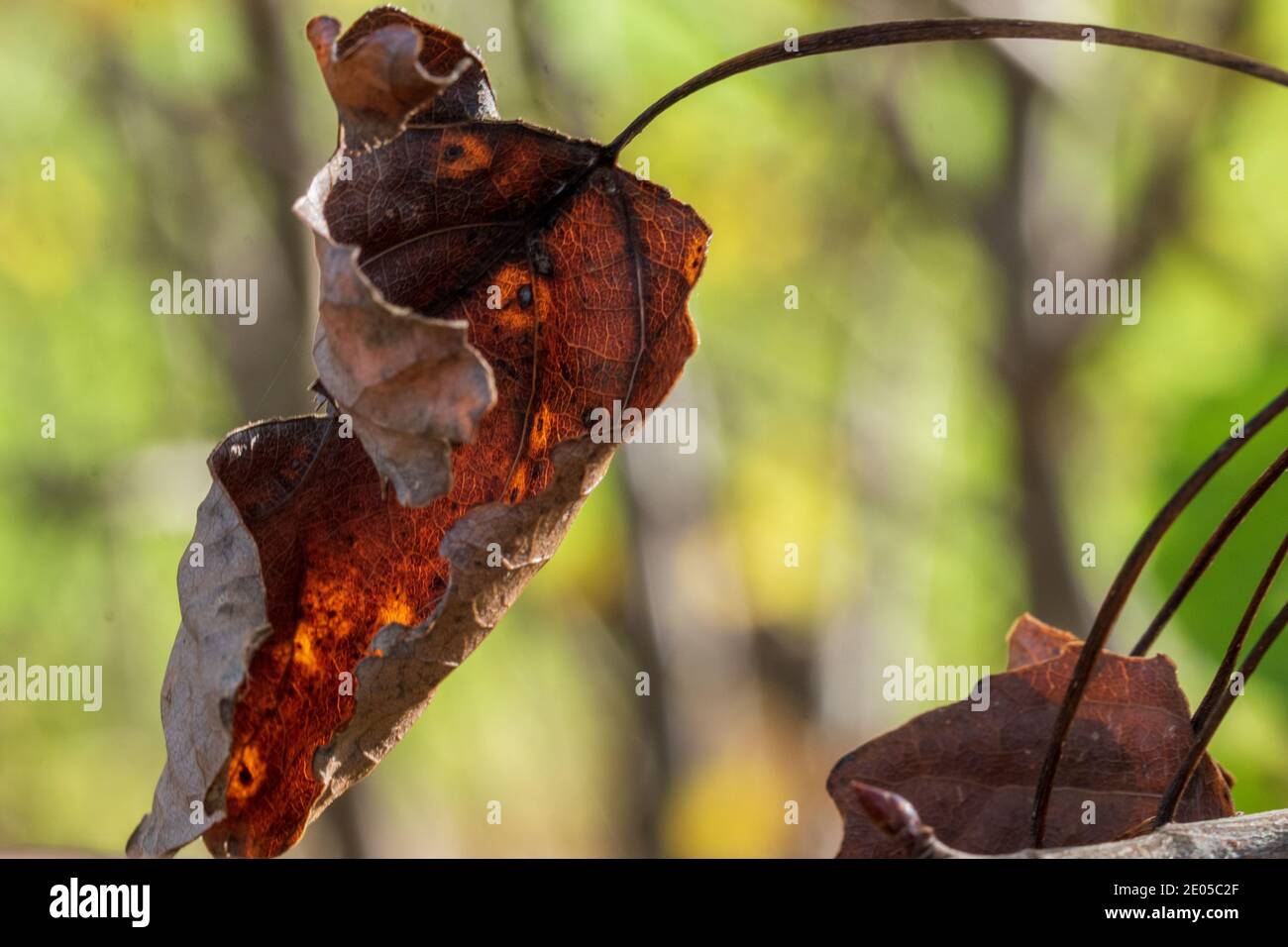 Ahornblatt in Herbstfarben liegt auf dem Boden Stockfoto
