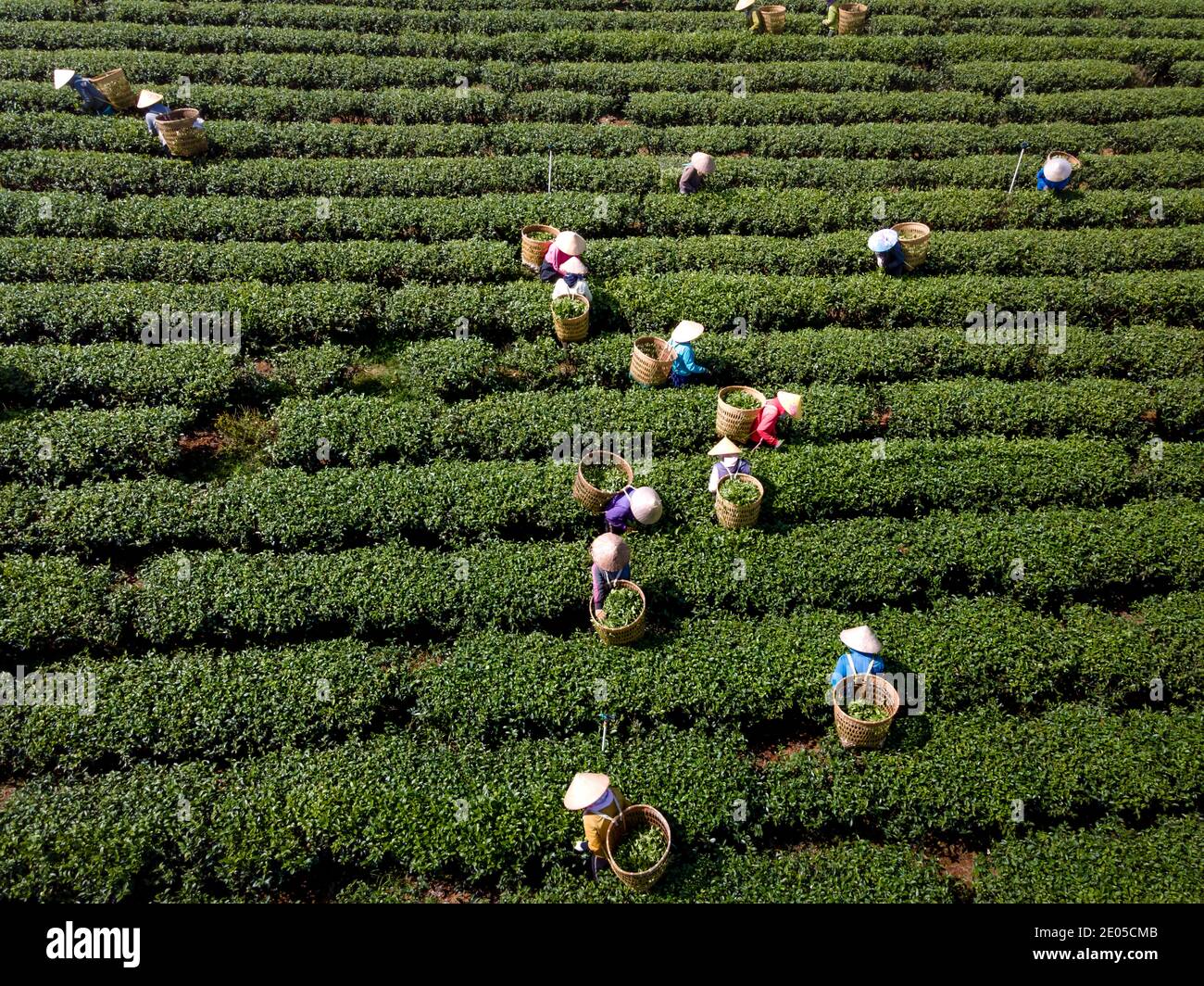 TAM Chau Tea Farm, Bao Loc, Provinz Lam Dong, Vietnam - 26. Dezember 2020: Tee auf einem Hügel früh am Morgen auf Tam Chau Teeplantage ernten, Stockfoto