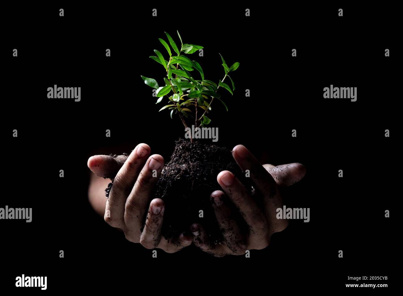 Hände halten eine junge grüne Pflanze wächst.Schwarzer Hintergrund Stockfoto