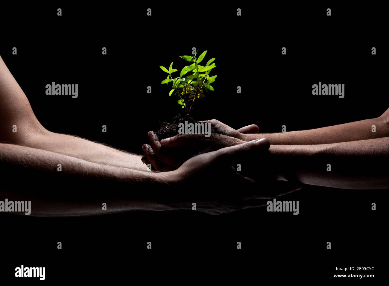 Zwei Arme halten eine junge grüne Pflanze wächst. Schwarzer Hintergrund Stockfoto