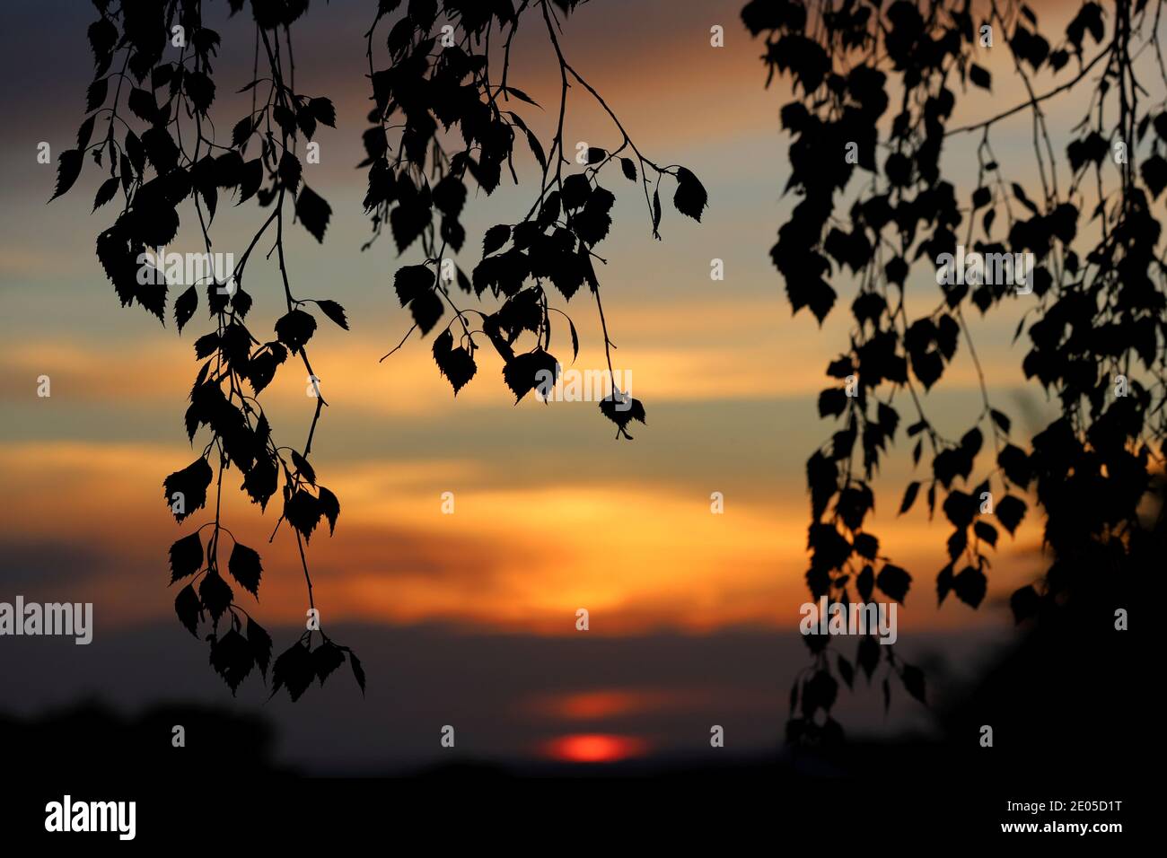 Die untergehende Sonne malt die Wolken an einem Sommerabend, der zwischen den Ästen und Blättern der Hinterhofbäume verbracht wird, mit lebendigen, warmen Farben. Stockfoto