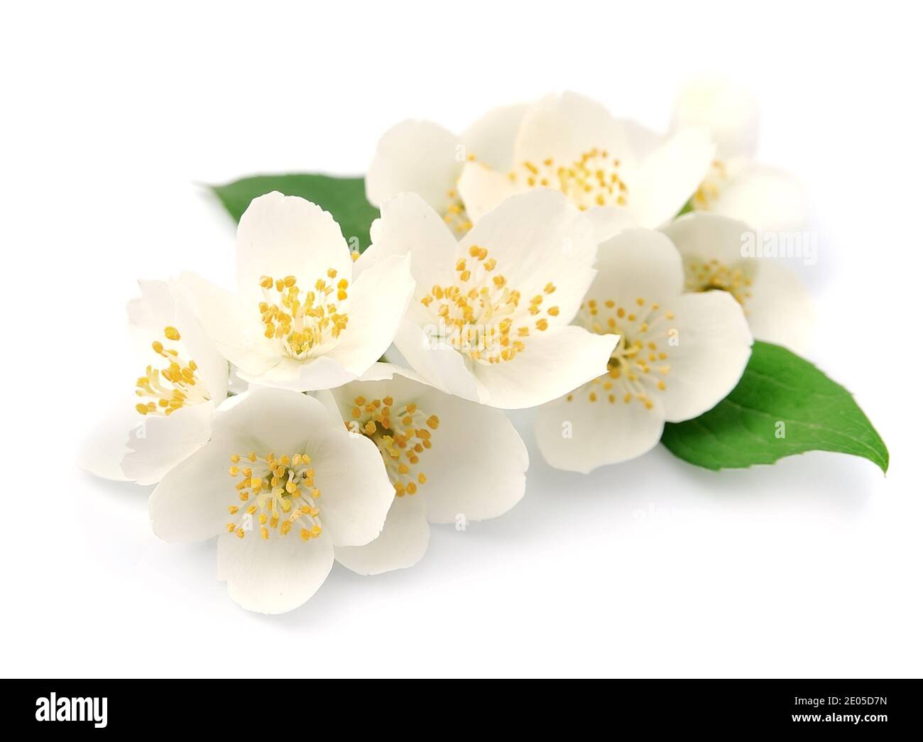 Jasmin Ausgeschnittene Stockfotos Und Bilder Seite 24 Alamy