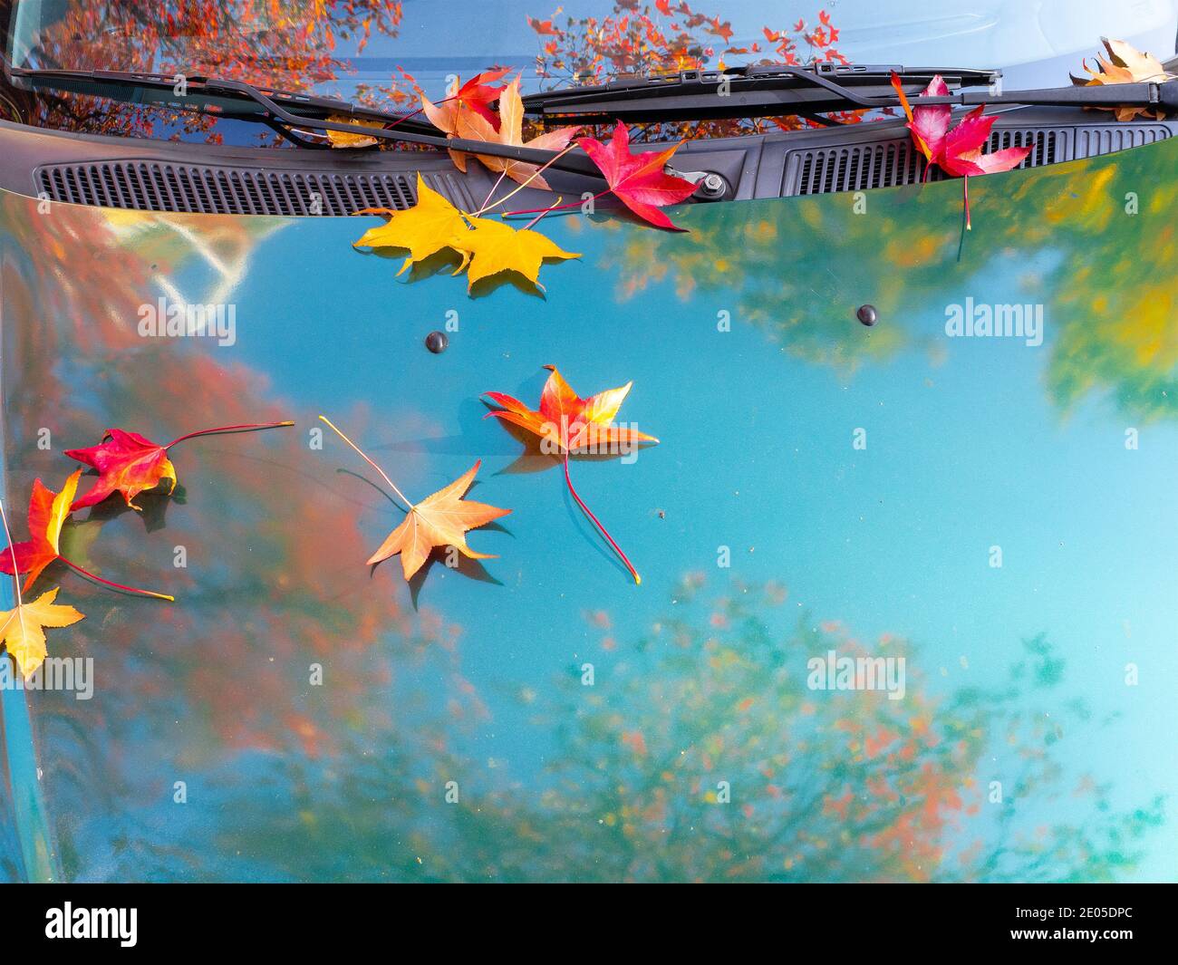 Rot orange Ahornblätter liegen auf der Haube eines Auto mit dem Himmel und Herbstbäumen in ihm reflektiert Stockfoto