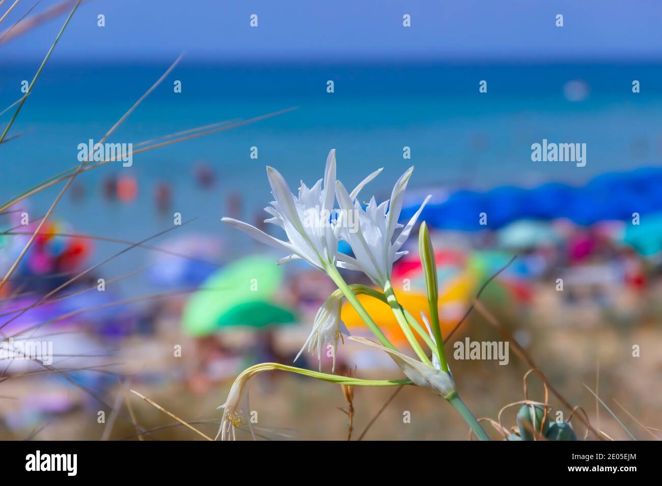 Sommer Wildblumen: Meer Daffodil am Strand, Apulien (Italien). Stockfoto