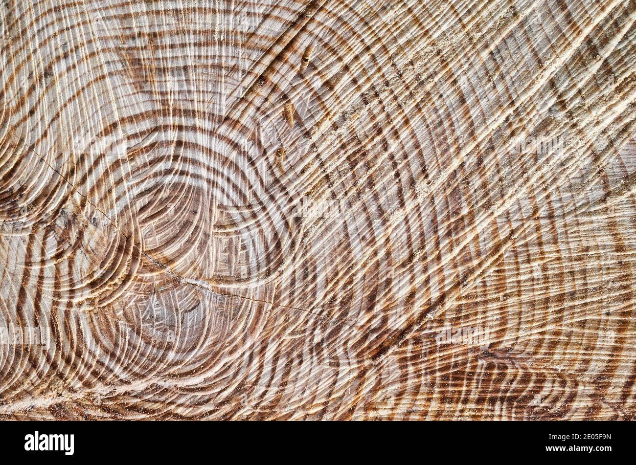 Schnitt Baumstamm Abschnitt, natürliche abstrakte Hintergrund. Stockfoto