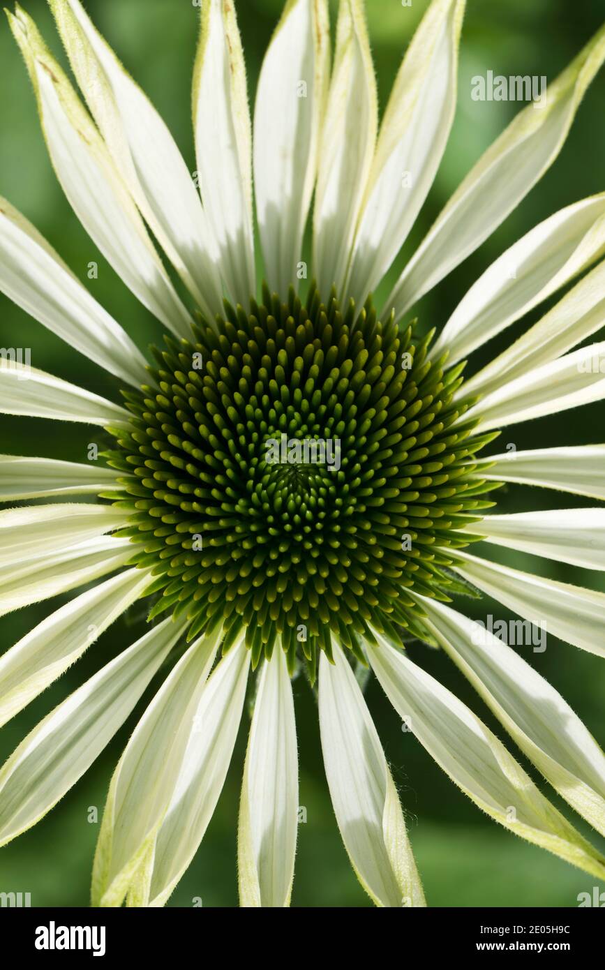 echinacea weißer Schwan Stockfoto