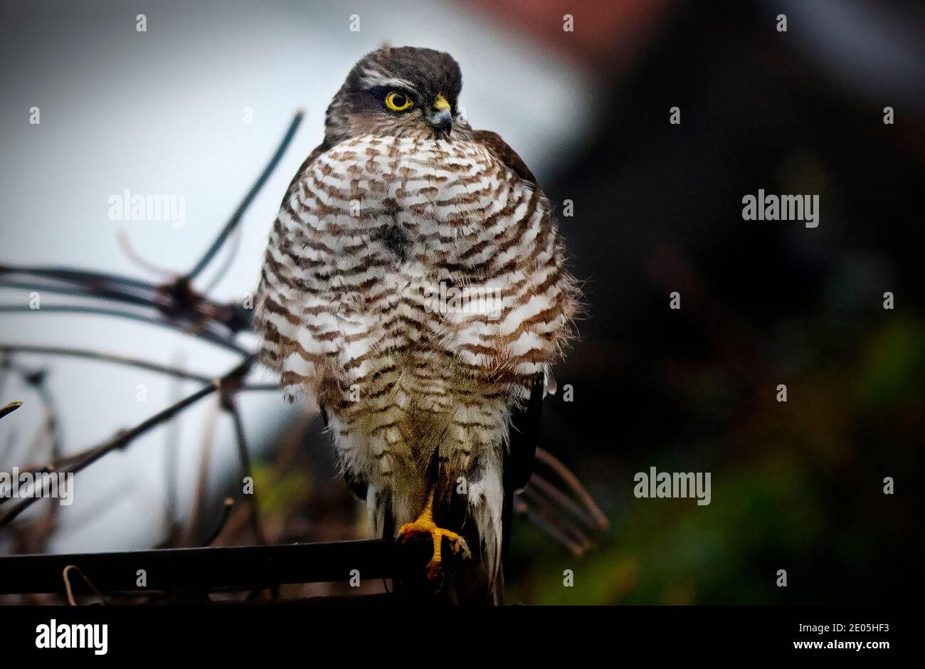 Thaxted Essex England. Weibliche Sparrowhawk im Garten des Fotografen 28. Dezember 2020 der eurasische Sparrowhawk (Accipiter nisus), Stockfoto