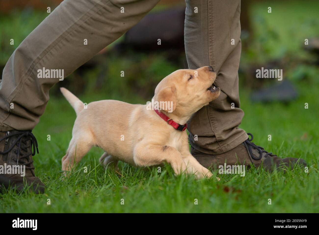 gelber Labrador Retriever Welpen Stockfoto