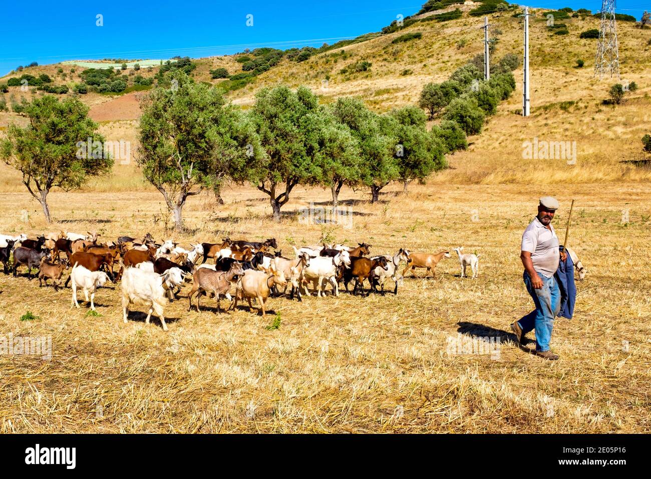 Schäferhund Ziegen (Capra aegagrus hircus,) in der Nähe von Rabaçal, Portugal Stockfoto