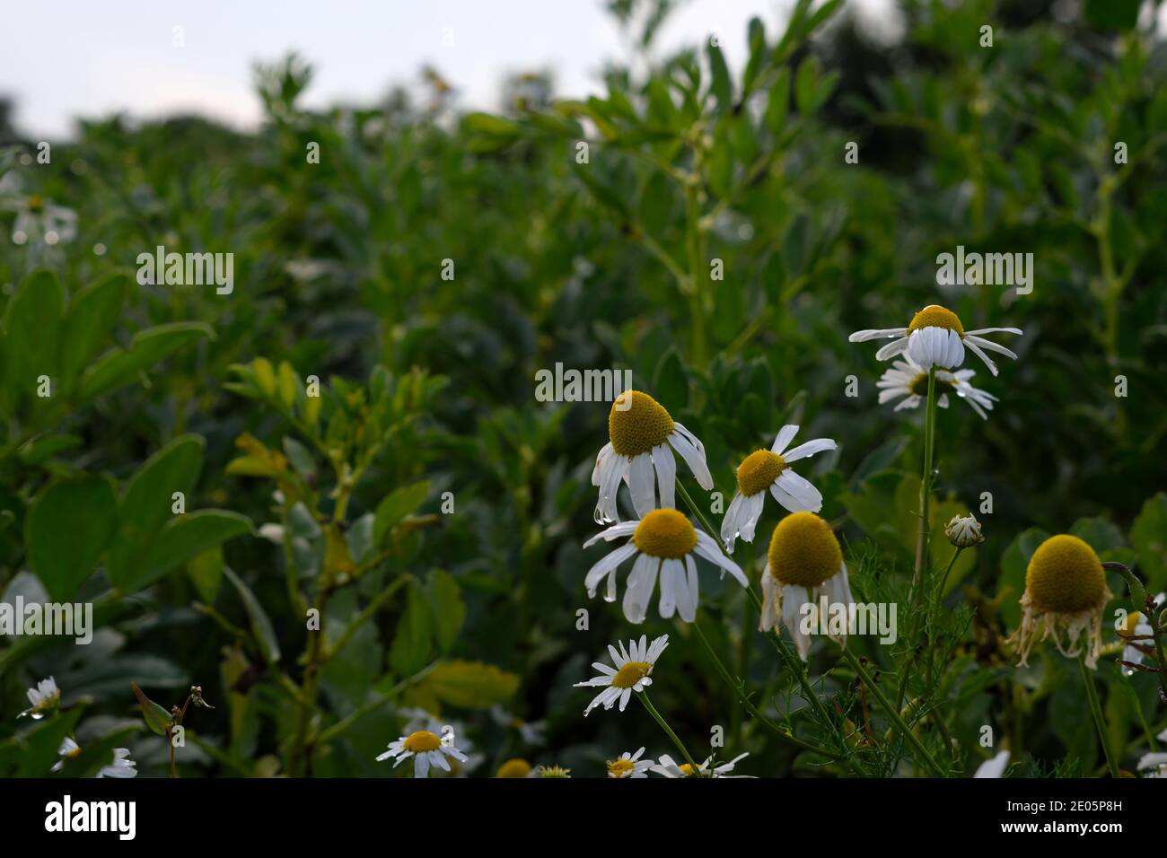 Kamillenblüten, die neben einem Bohnenfeld in England wachsen Stockfoto