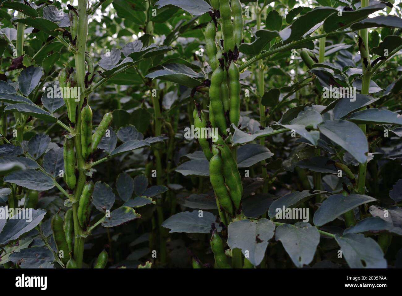 Bohnen wachsen in einem Feld in England Stockfoto