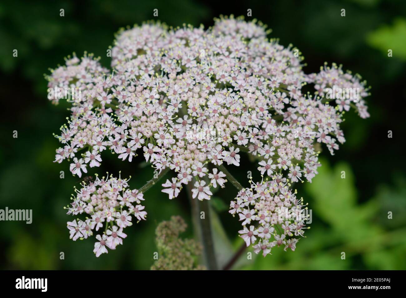 Gewöhnliche Hogweed Blumen Stockfoto