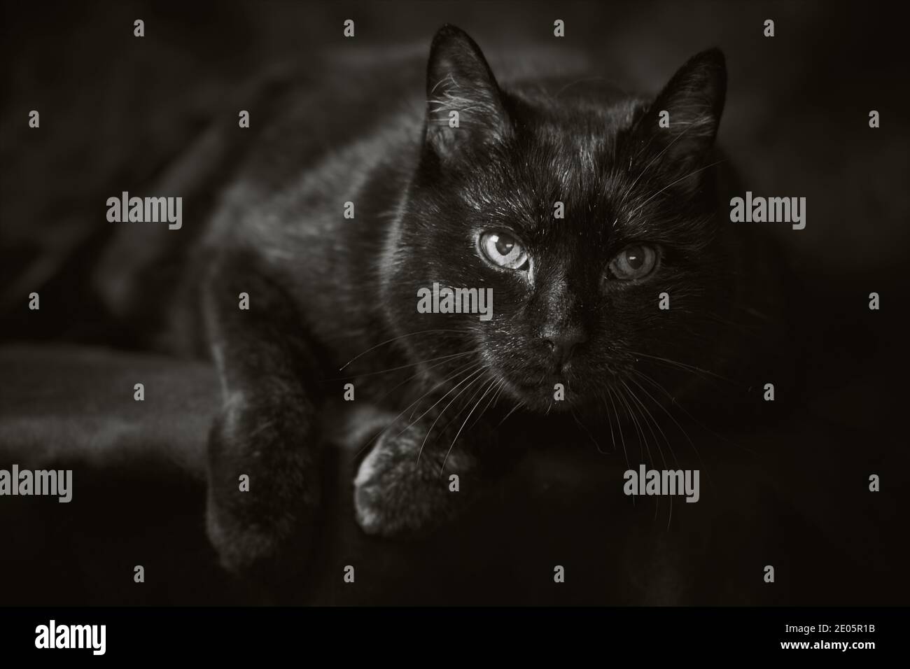 Schwarze ältere Katze, die sich vor schwarzem Studiohintergrund entspannt Stockfoto