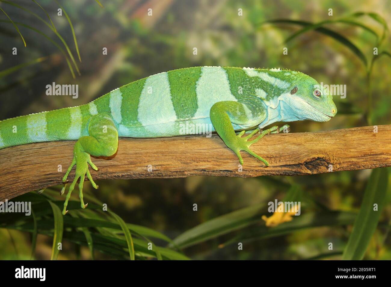 Fidschi-Leguan (Brachylophus vitiensis) Stockfoto