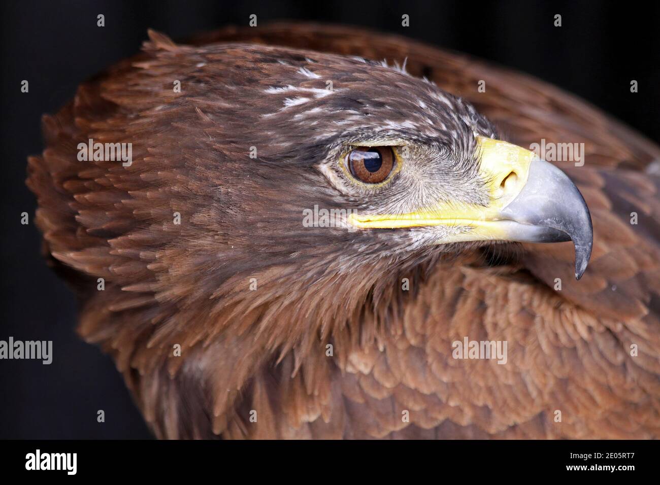 Afrikanischer Adler (Aquila rapax) - Nahaufnahme von Kopf und Rechnung Stockfoto