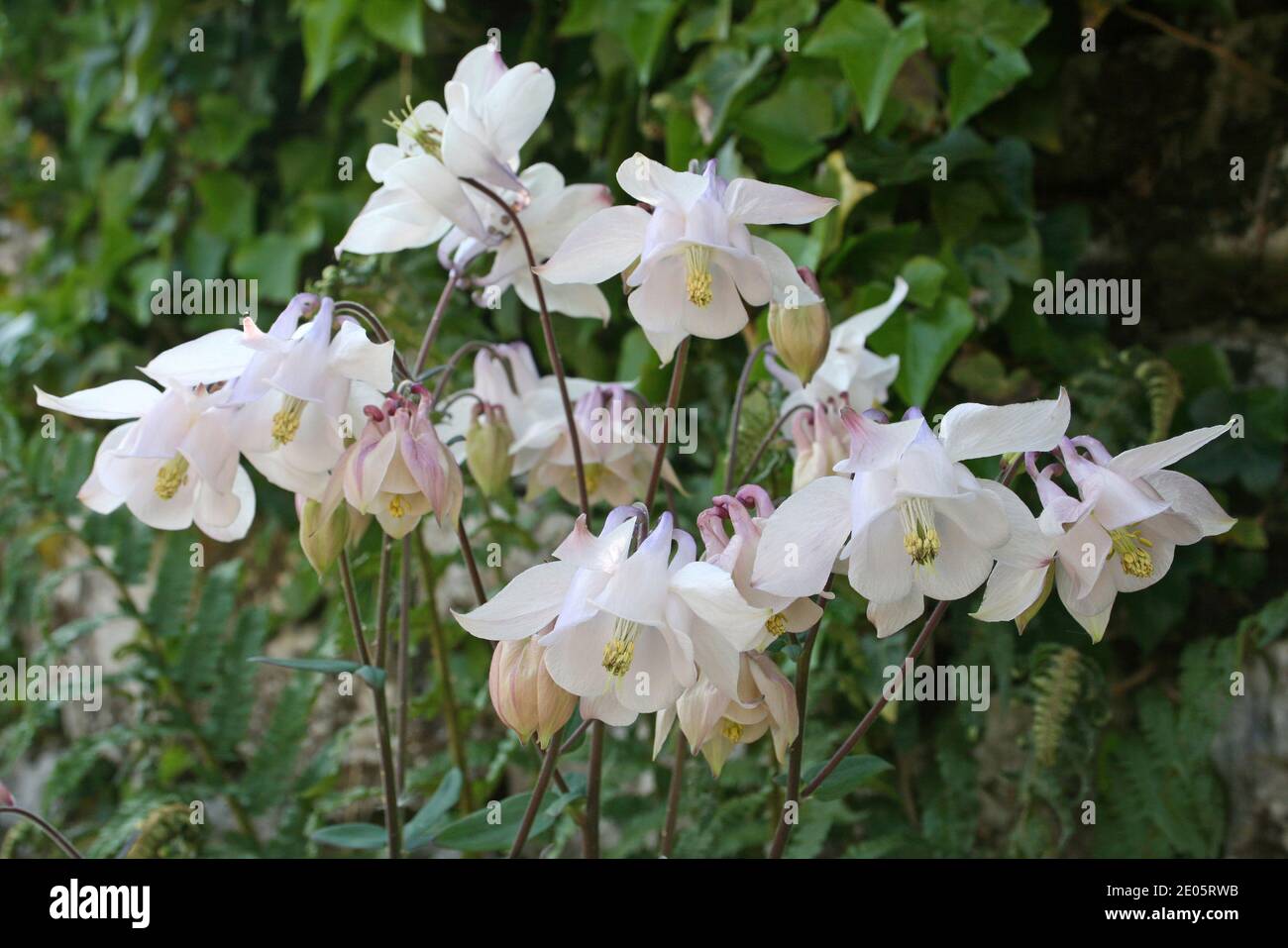 Weiße Blumen von Granny's Hauben alias Columbine - Aquilegia Stockfoto