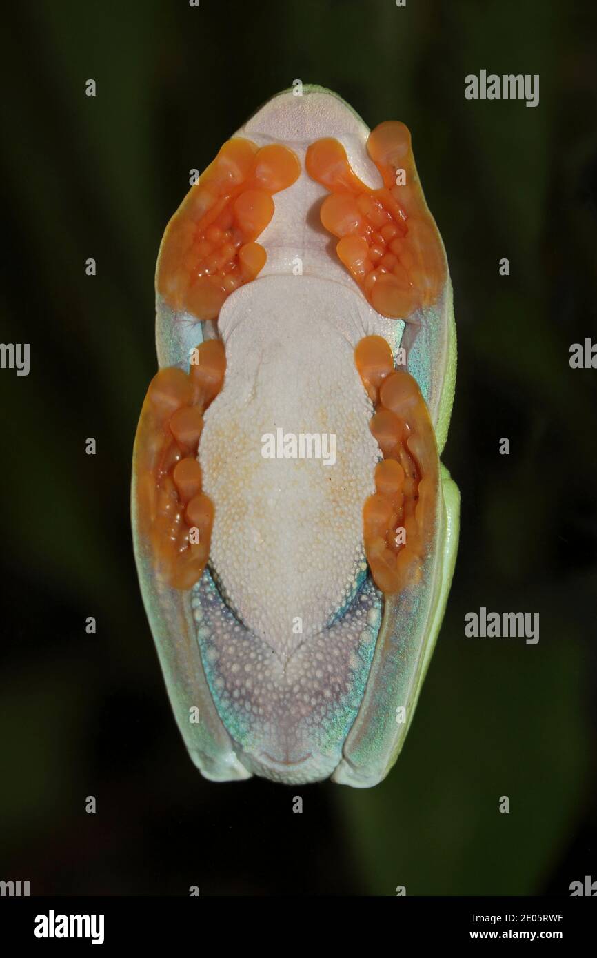 Rotaugen-Baumfrog Agalychnis callidyas - ventrale Ansicht zeigt Saugnapfartige Anpassung der Füße Stockfoto