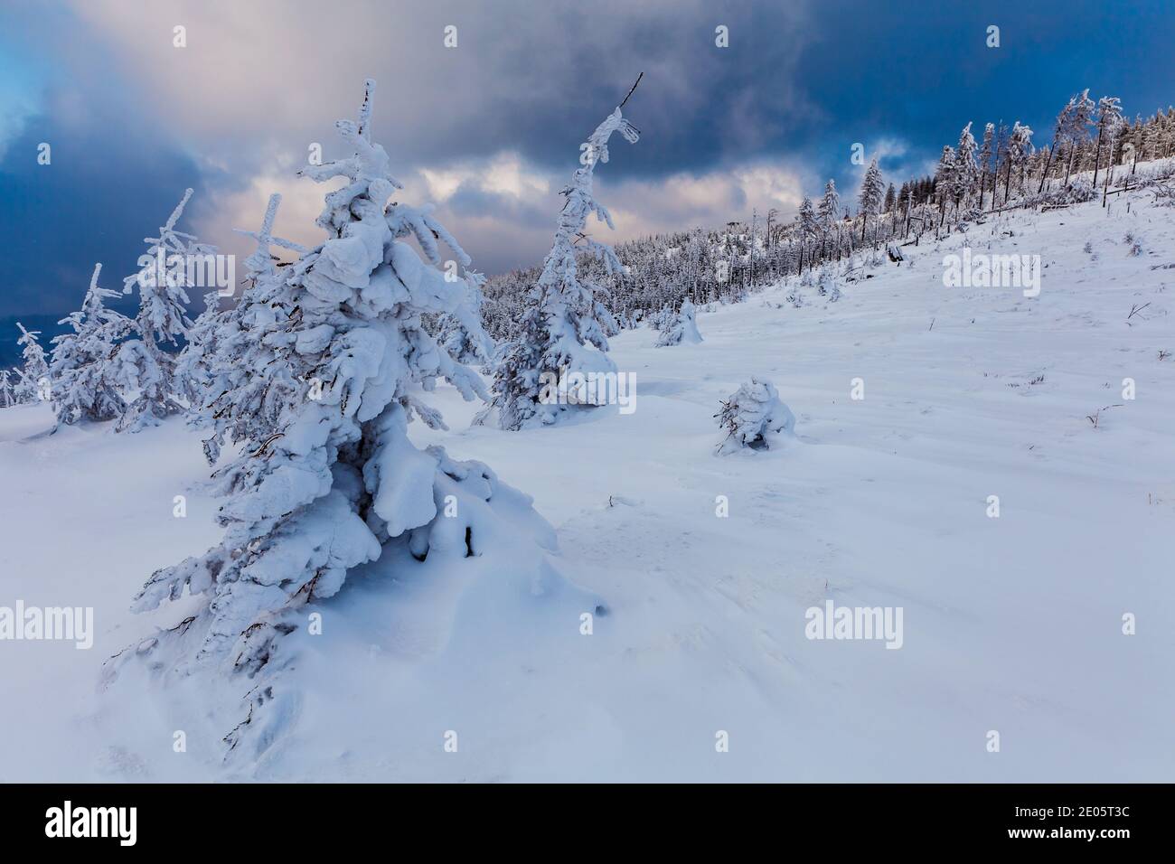 Schöner Wald an den Hängen von Skrzyczne Stockfoto