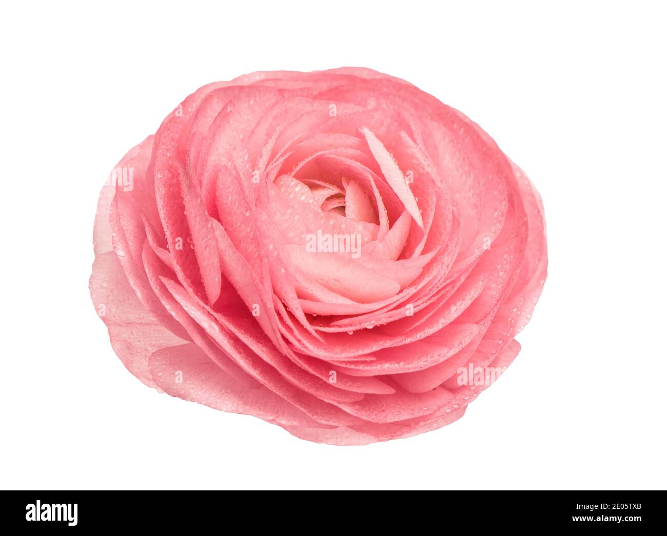Rosa Ranunculus isoliert auf weißem Hintergrund. Blütenkopf mit Wassertropfen Stockfoto