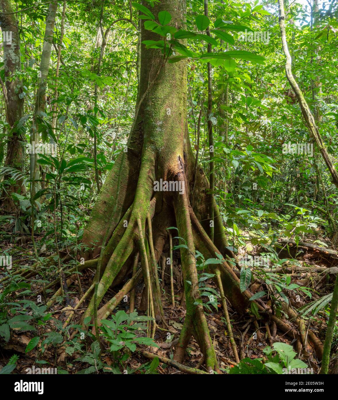 Stelzenwurzelter Cecropia Baum im tropischen Regenwald der Tiefebene im ecuadorianischen Amazonas. Stockfoto