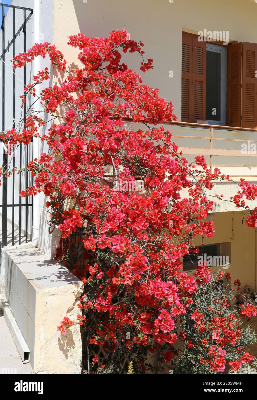 Haus mit roten Bougainvillea in Kos, Griechenland Stockfoto