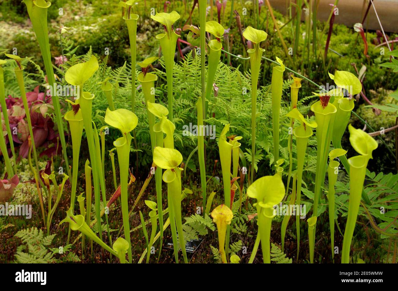 Sarracenia flava, gelbe Kannenpflanze Stockfoto
