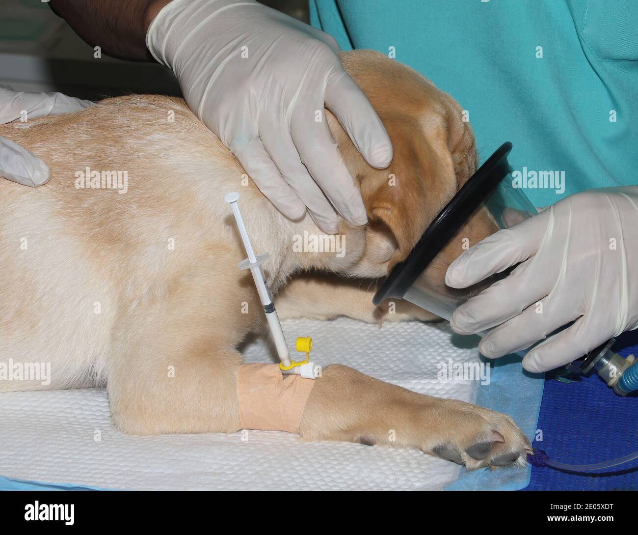 Ein Golden Labrador Retriever Welpe erhält Anästhesie von einem Tierarzt Chirurg vor der Operation Stockfoto