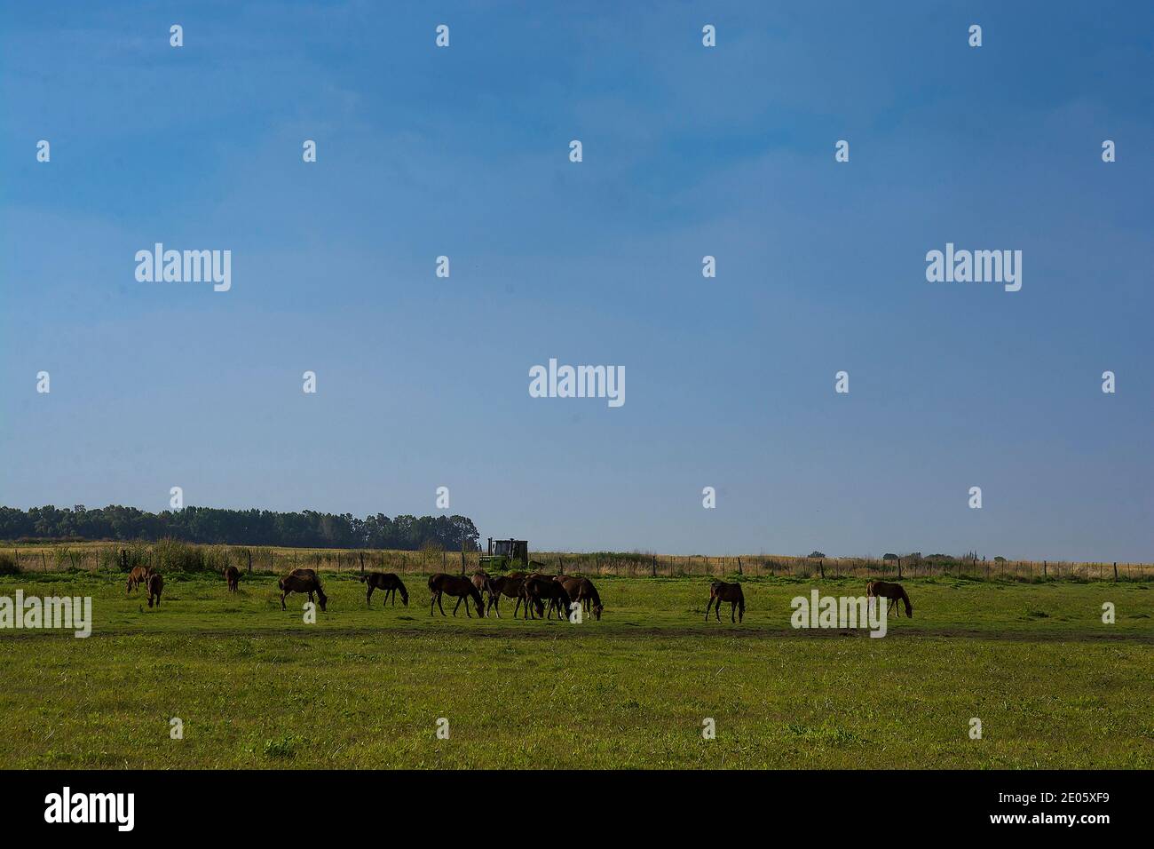 Pampas Landschaft, Argentinien Stockfoto