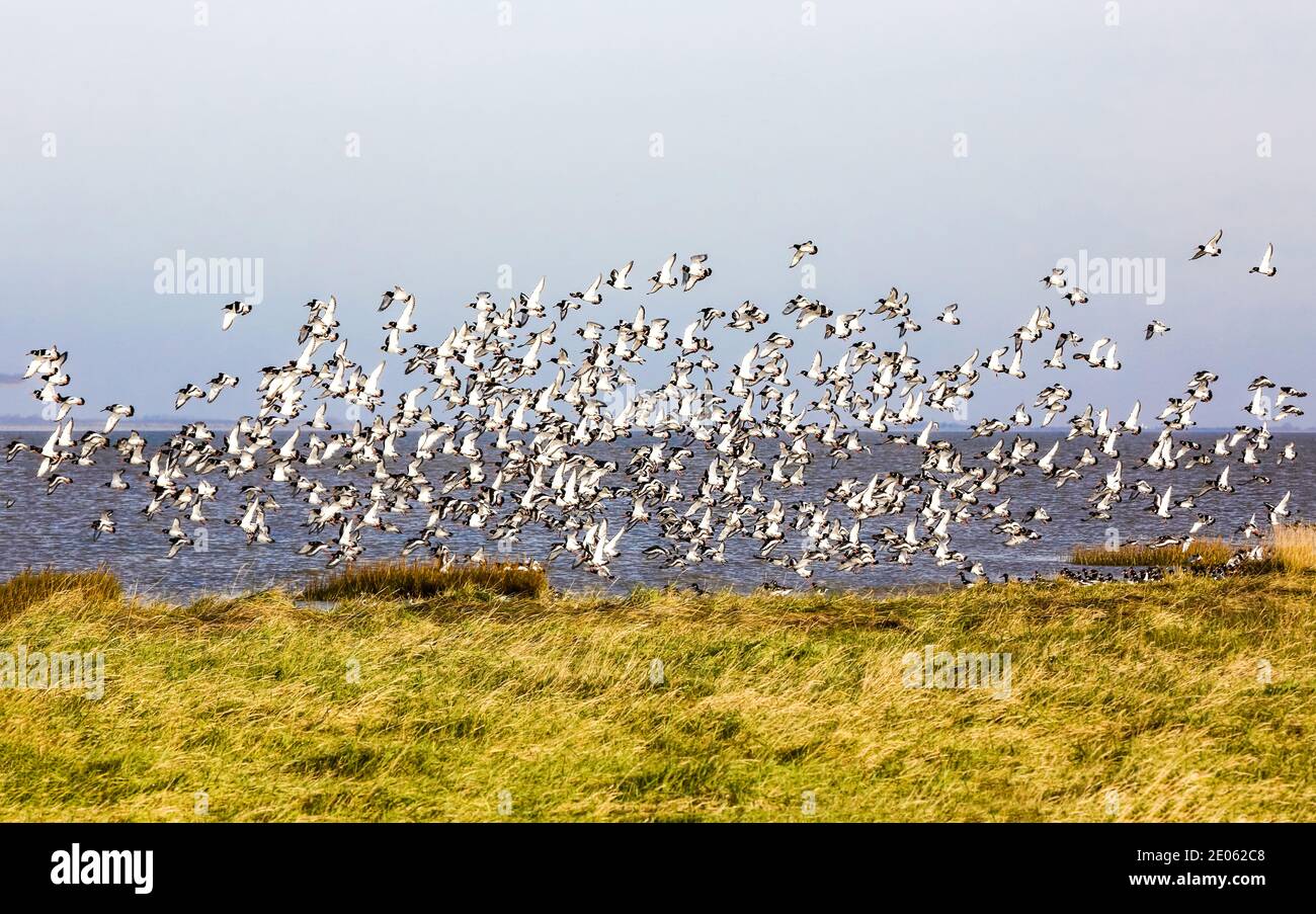 Die fliegende Austernschar (Haematopus ostralegus) fand an der Nordseeküste statt. Stockfoto