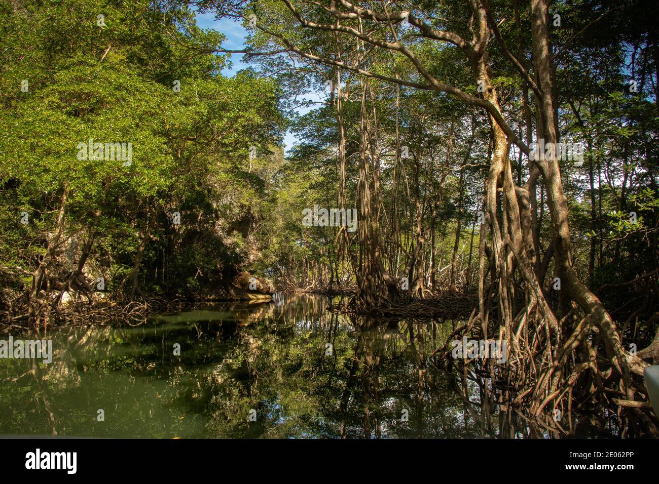 Manglar en el Parque Nacional Los Haitises, República Dominicana Mangrove im Nationalpark Haitises, Dominikanische Republik Stockfoto