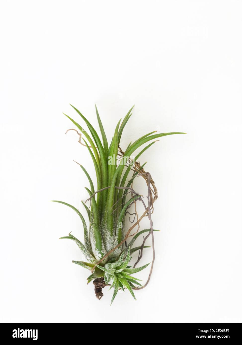 Tillandsia mini grün Luft Pflanze Heim Gartendekoration minimalistischen Stil Auf Holz weiß Farbe Hintergrund Stockfoto